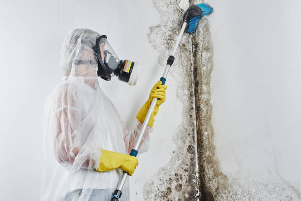 Best Industrial Mold Remediation in Harvey, MI