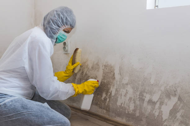 Best Kitchen Mold Remediation in Harvey, MI