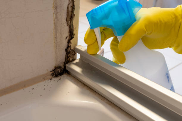 Best White Mold Remediation in Harvey, MI