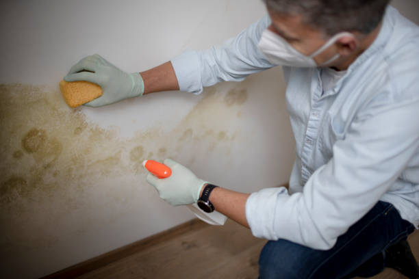 Best Emergency Mold Remediation in Harvey, MI