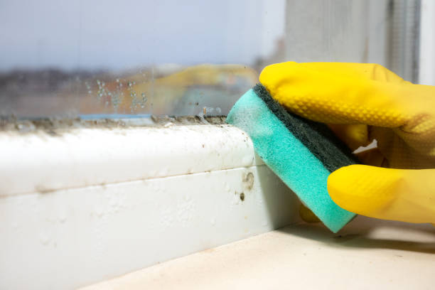 Reliable Harvey, MI Mold Remediation Solutions