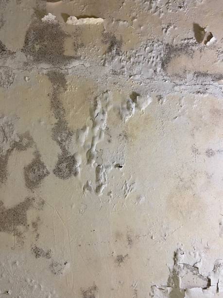 Best Attic Mold Remediation in Harvey, MI