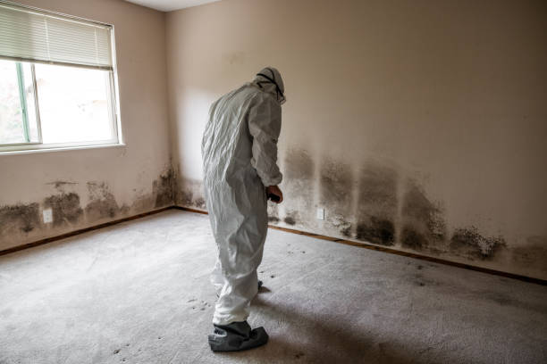 Best Crawl Space Mold Remediation in Harvey, MI